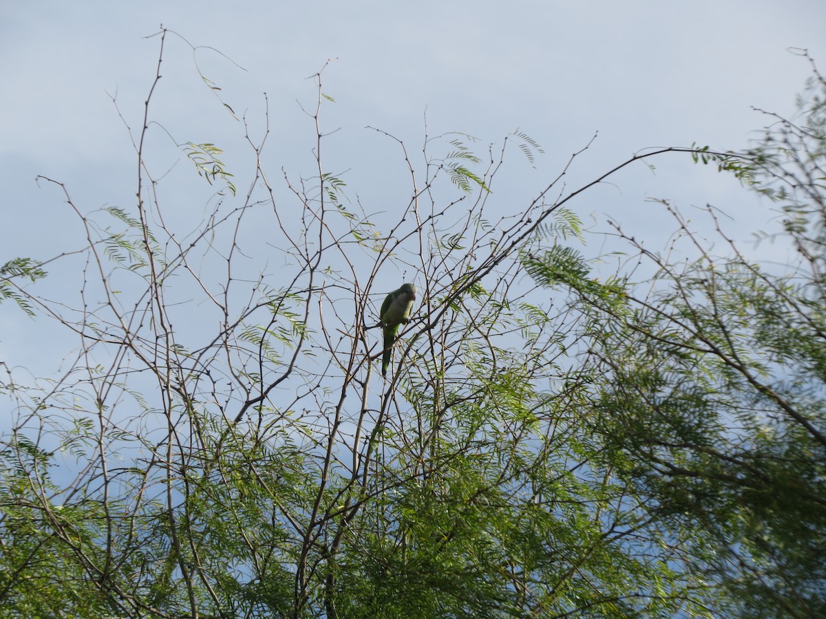 Mönchssittich - ML646135735