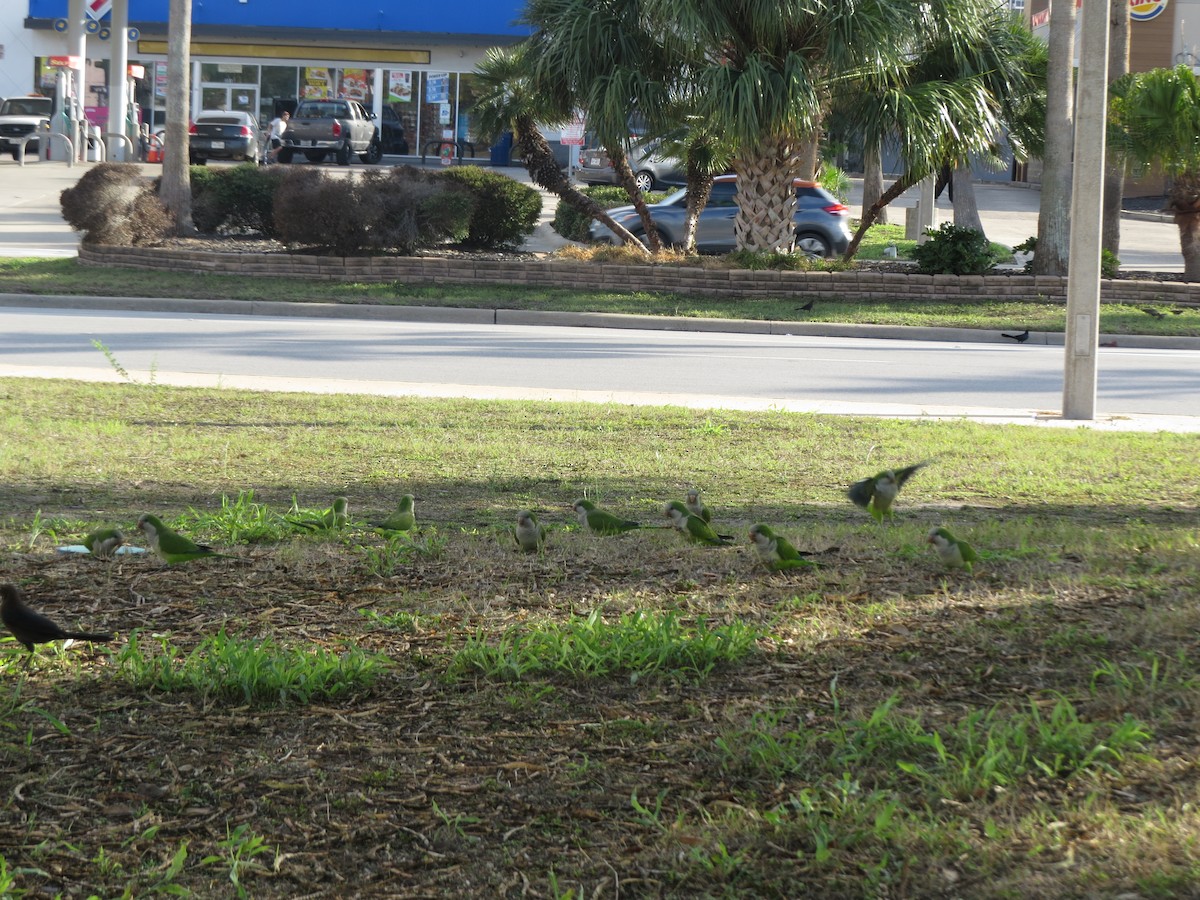 Mönchssittich - ML646135736