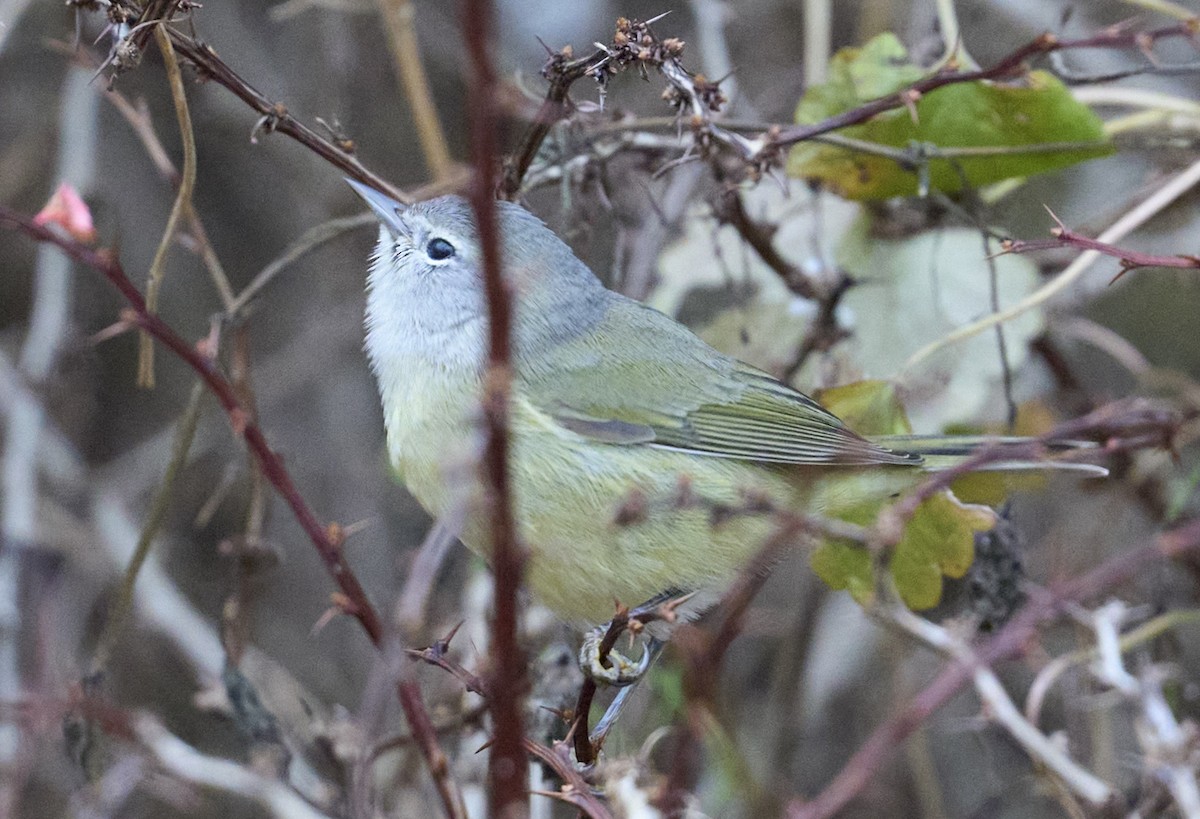 Orange-crowned Warbler - ML646135737