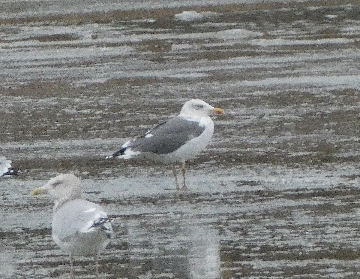Lesser Black-backed Gull - ML646135739