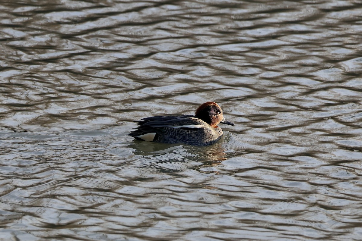 Green-winged Teal (Eurasian) - ML646135740