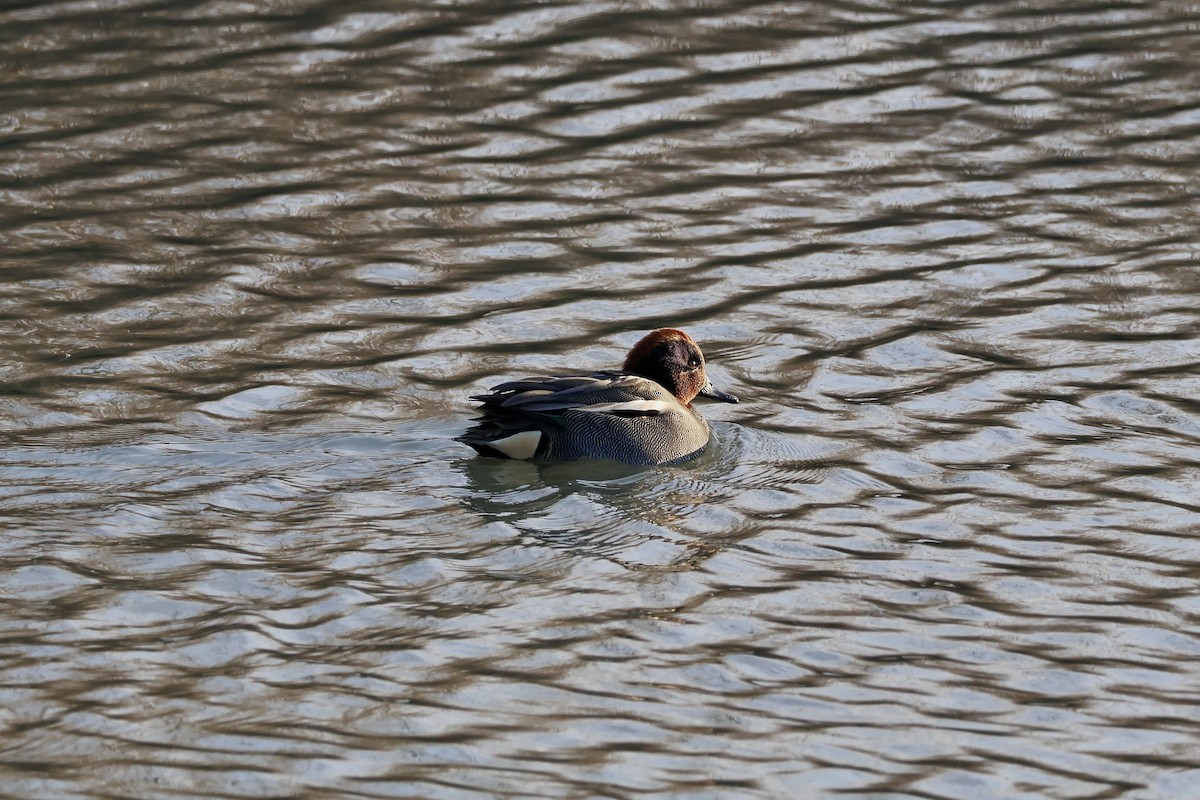 Green-winged Teal (Eurasian) - ML646135741