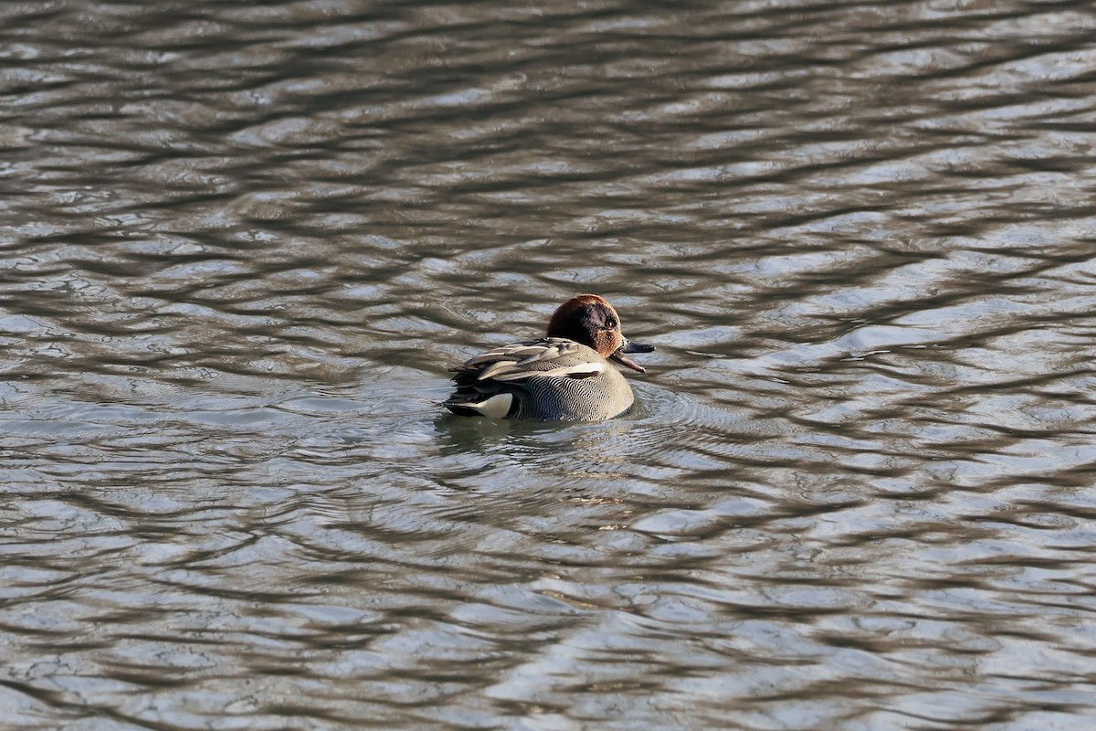 Green-winged Teal (Eurasian) - ML646135742