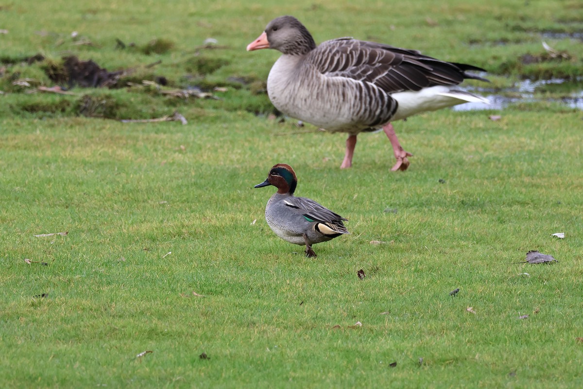 Green-winged Teal (Eurasian) - ML646135743