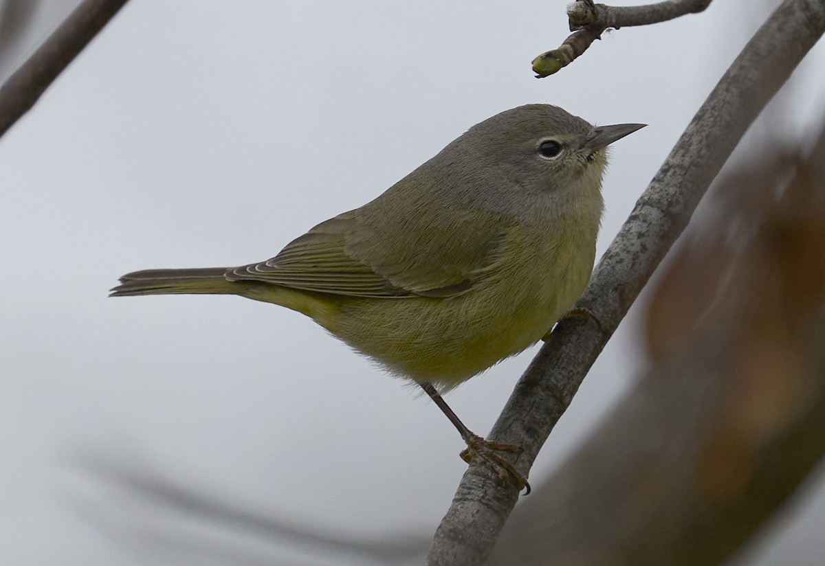 Orange-crowned Warbler - ML646135746