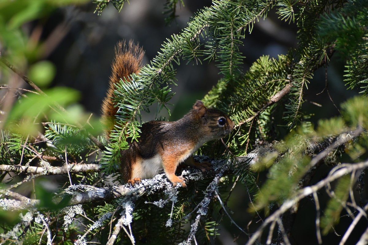 Animals - ML646135748