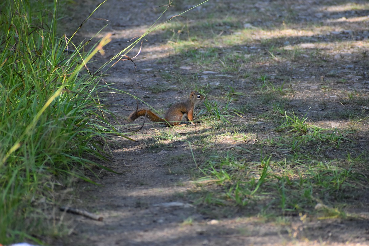 Animals - ML646135749