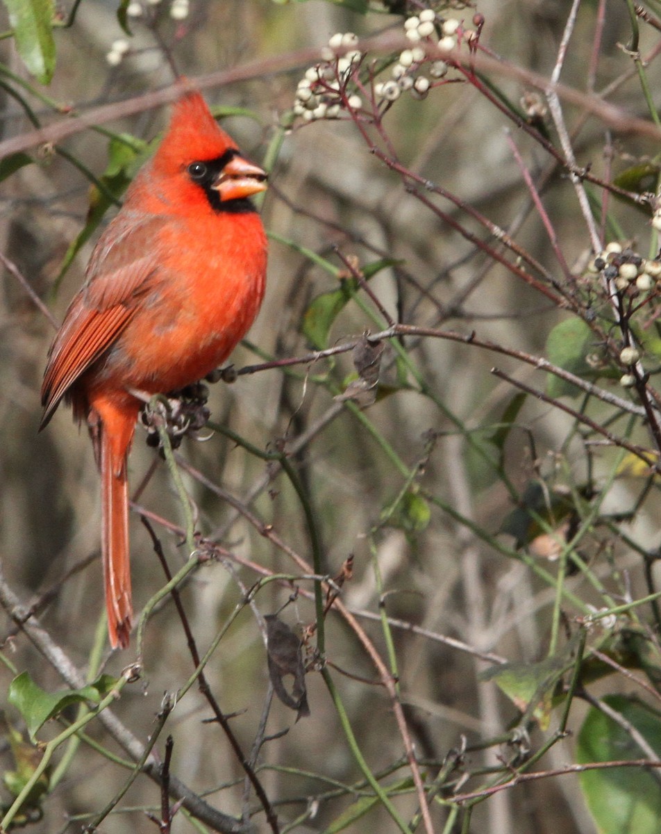 Northern Cardinal - ML646135752