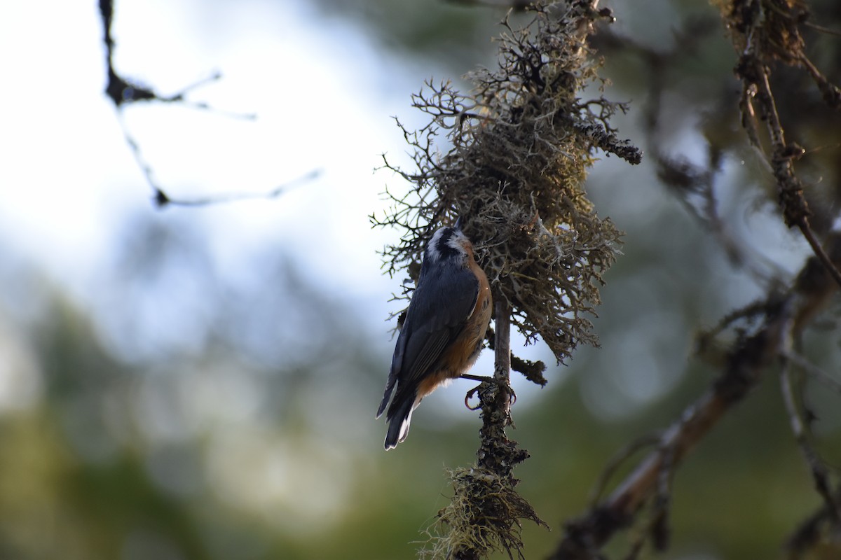 Red-breasted Nuthatch - ML646135753