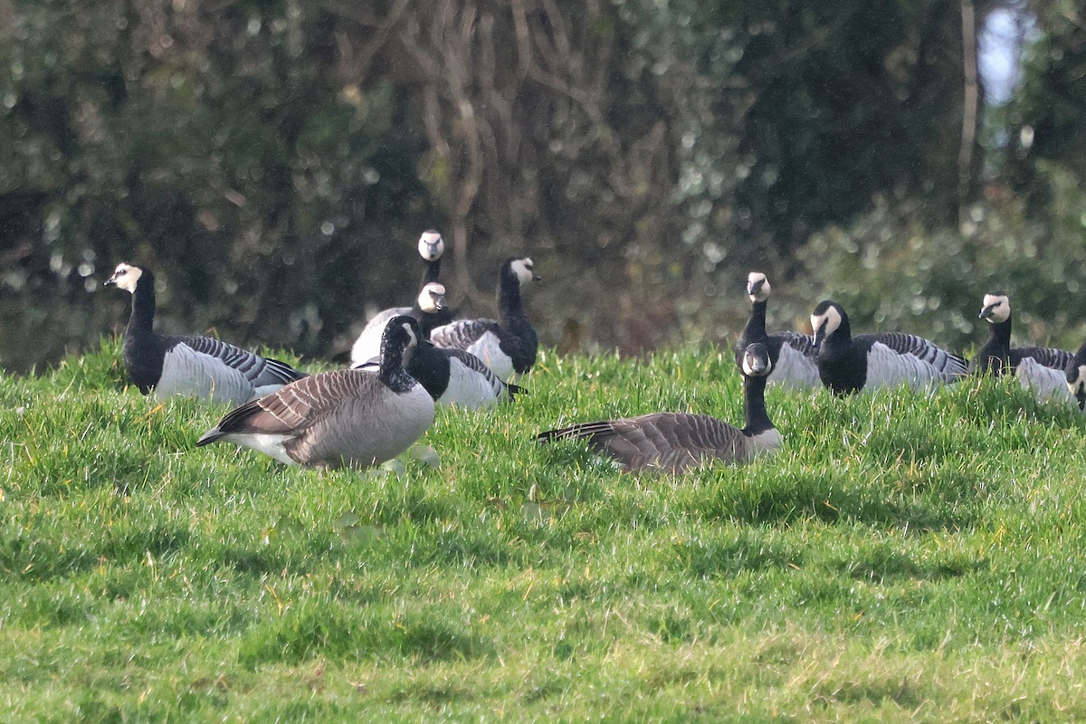 Canada Goose - ML646135757