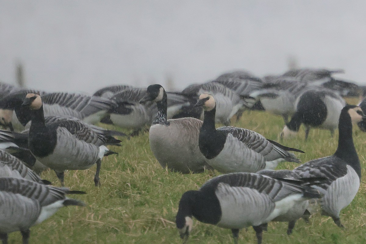 Canada Goose - ML646135758