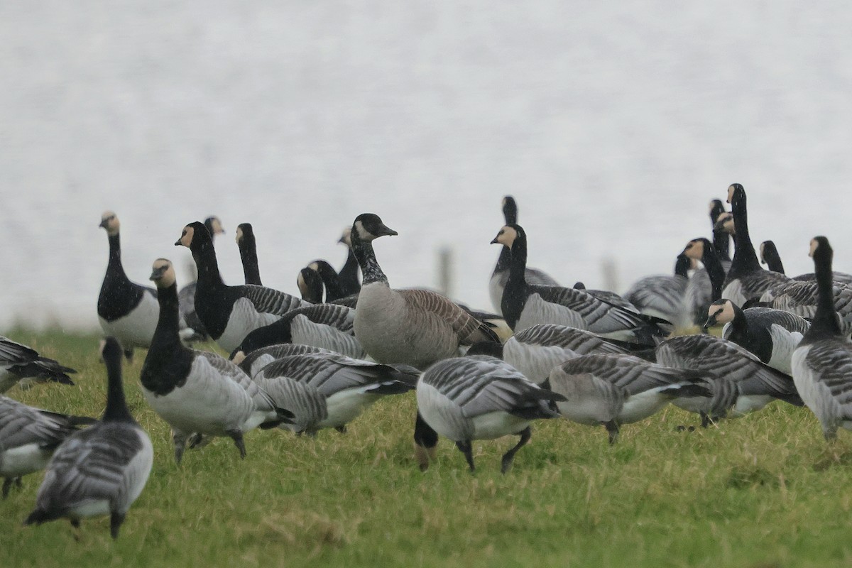Canada Goose - ML646135760