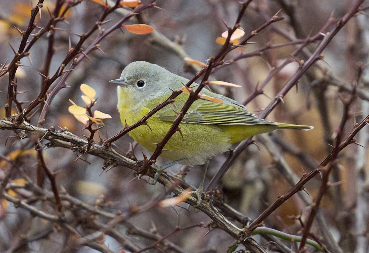 Nashville Warbler - ML646135763