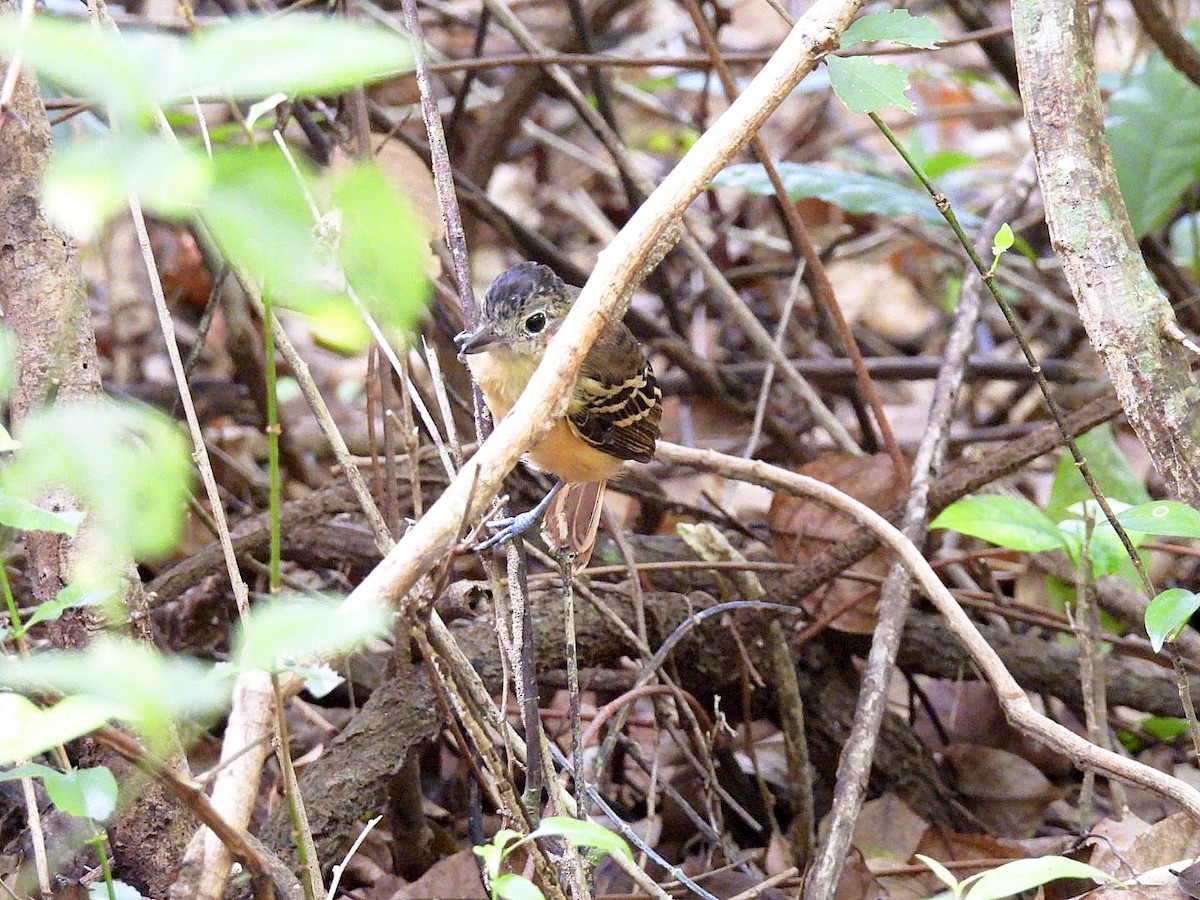 Black-backed Antshrike - ML646135768