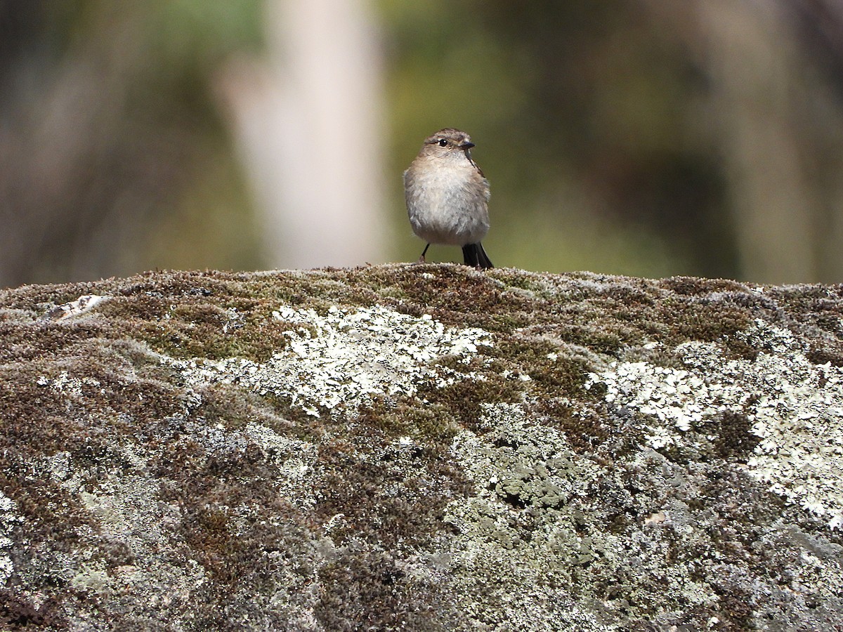 Flame Robin - ML646135769