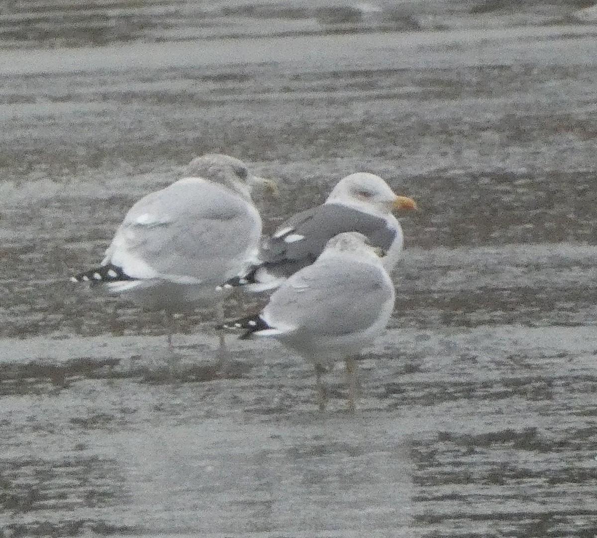 Lesser Black-backed Gull - ML646135770