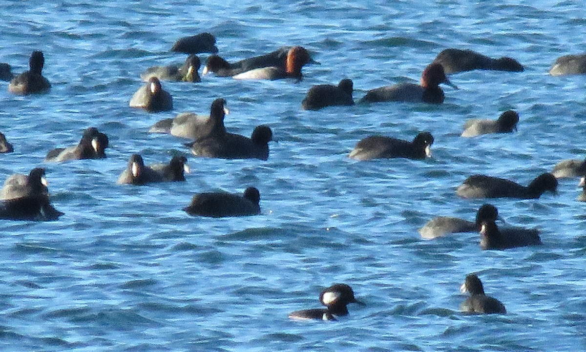 Rotkopfente - ML646135772