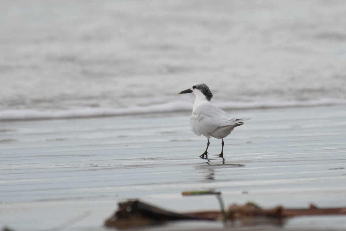 Sandwich Tern - ML646135778