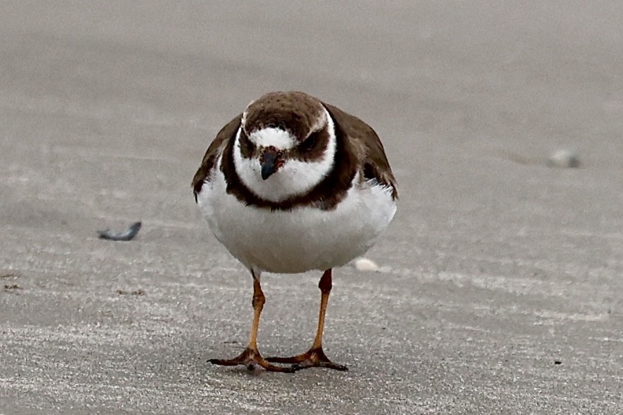 Semipalmated Plover - ML646135796