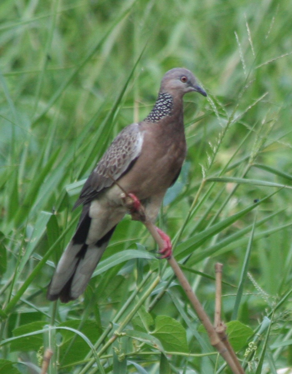 Spotted Dove - ML646135800