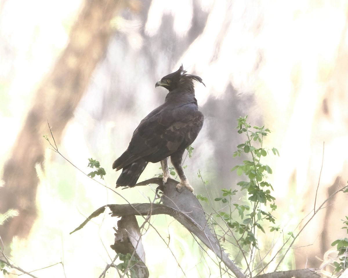 Long-crested Eagle - ML646135825