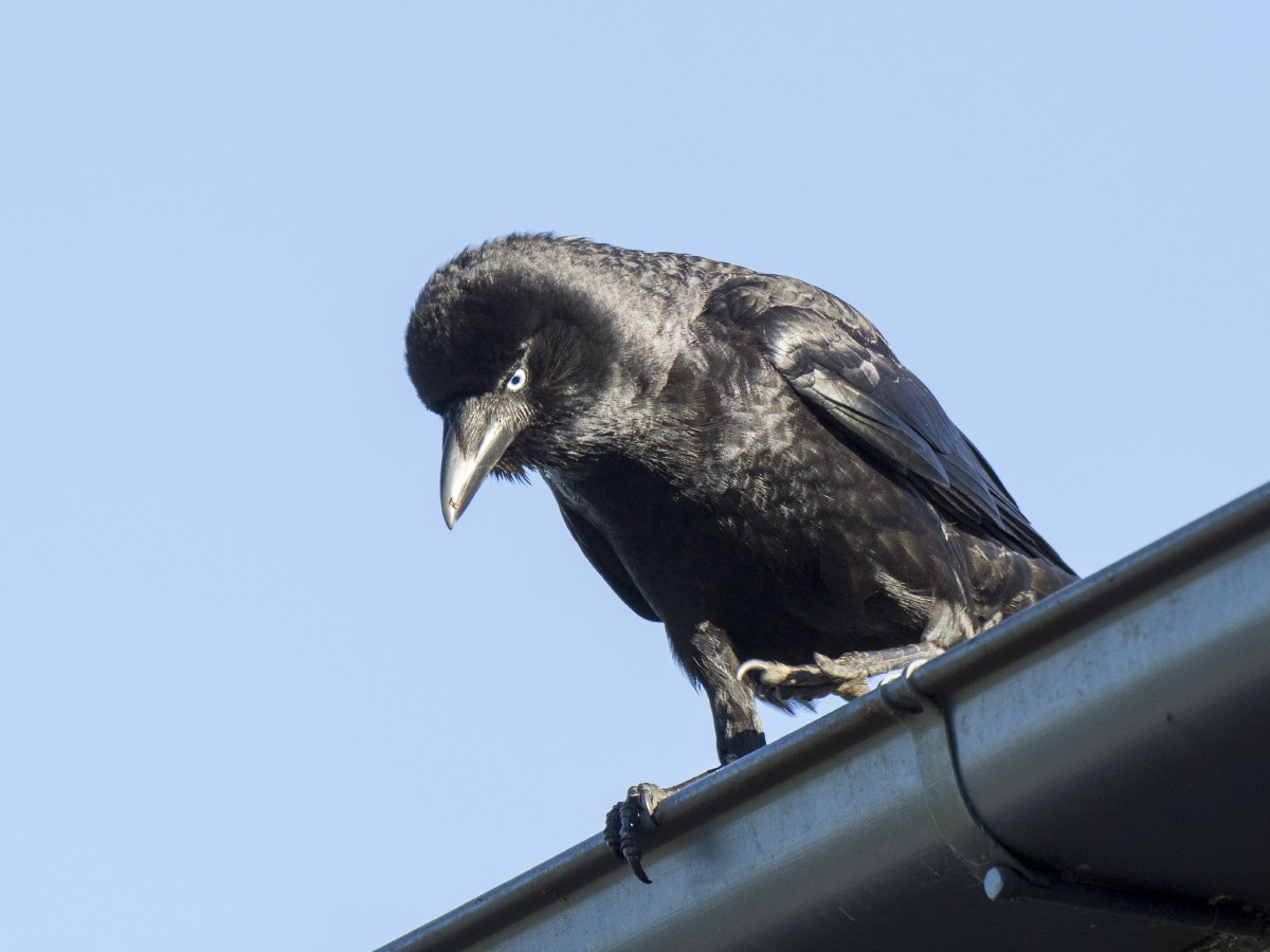 Torresian Crow - ML646135826