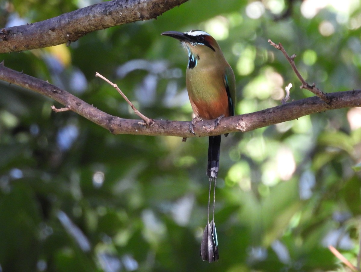 Turquoise-browed Motmot - ML646135832