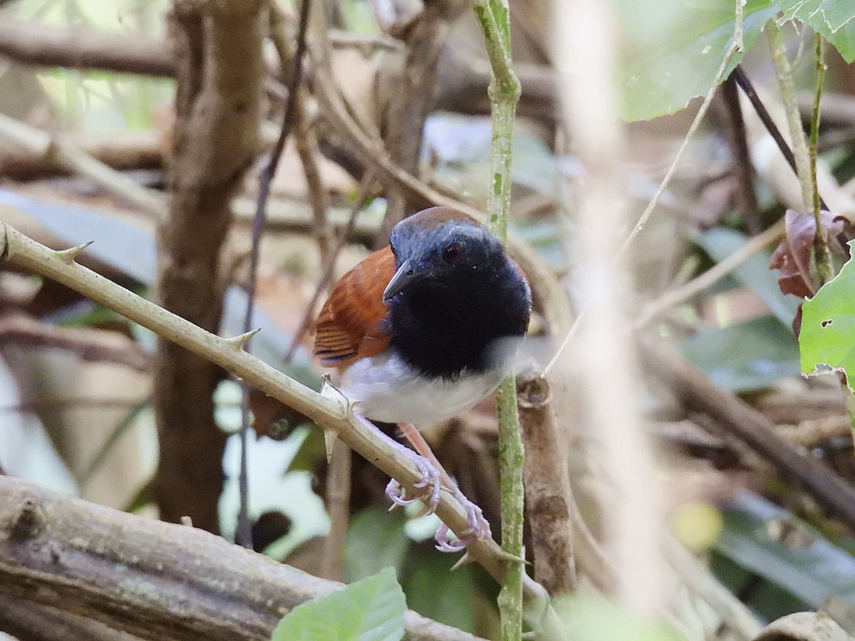 White-bellied Antbird - ML646135837