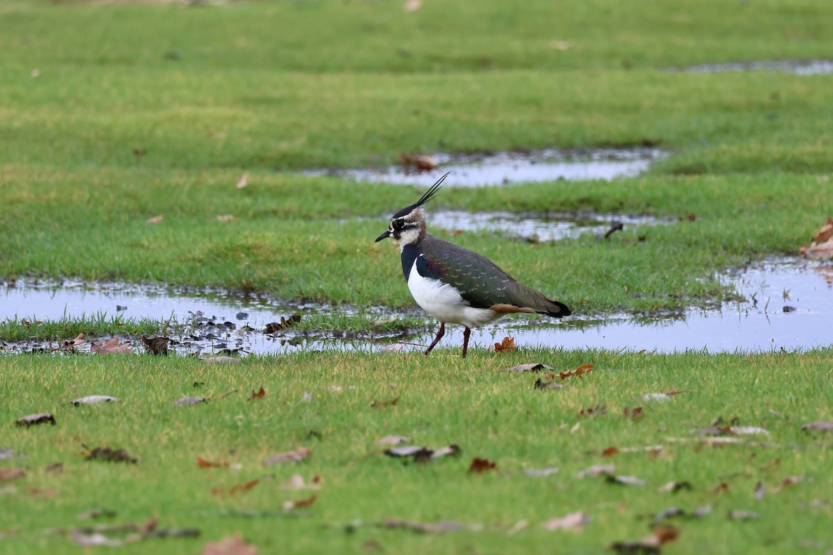 Northern Lapwing - ML646135849