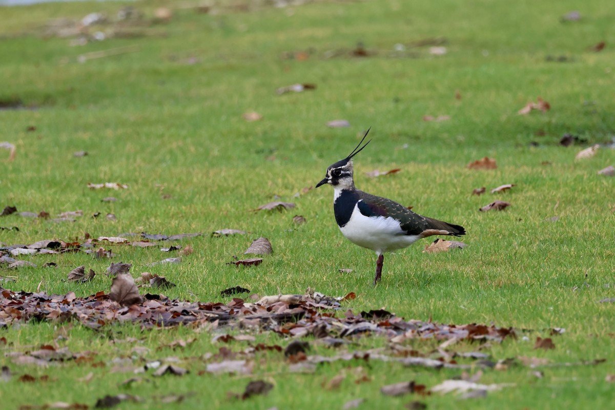 Northern Lapwing - ML646135850