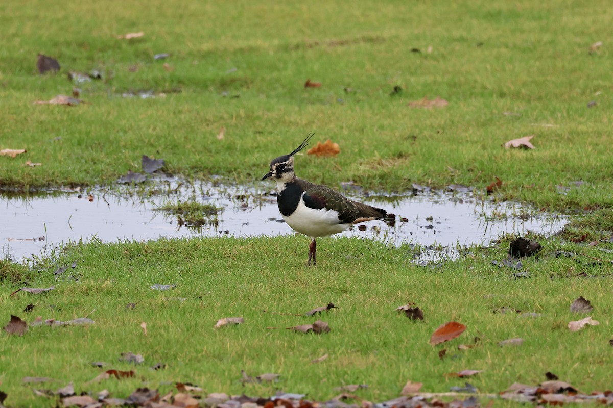 Northern Lapwing - ML646135851