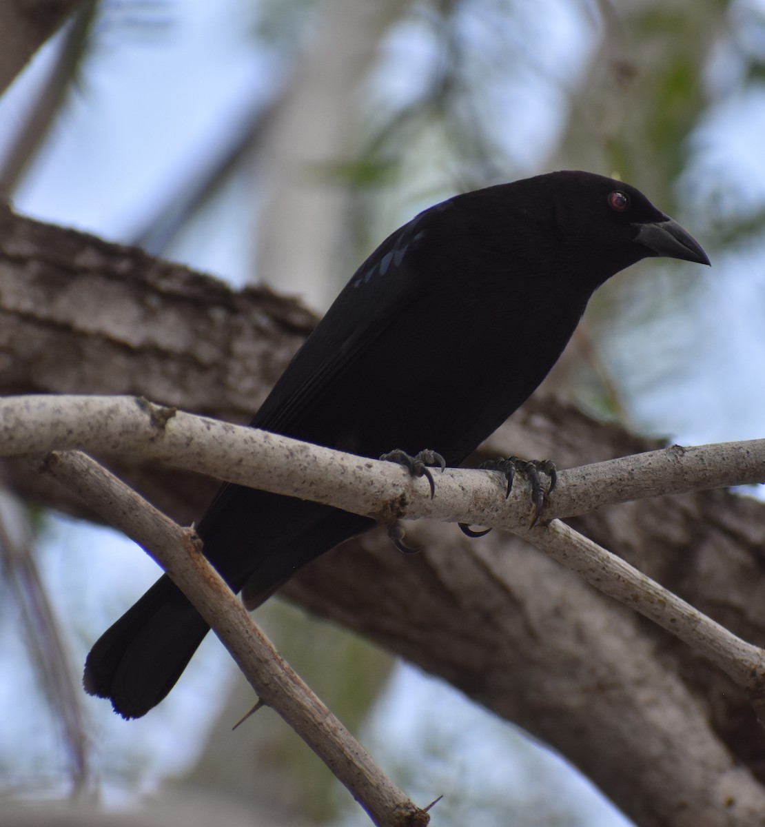 Красноглазый трупиал [группа aeneus] - ML646135859