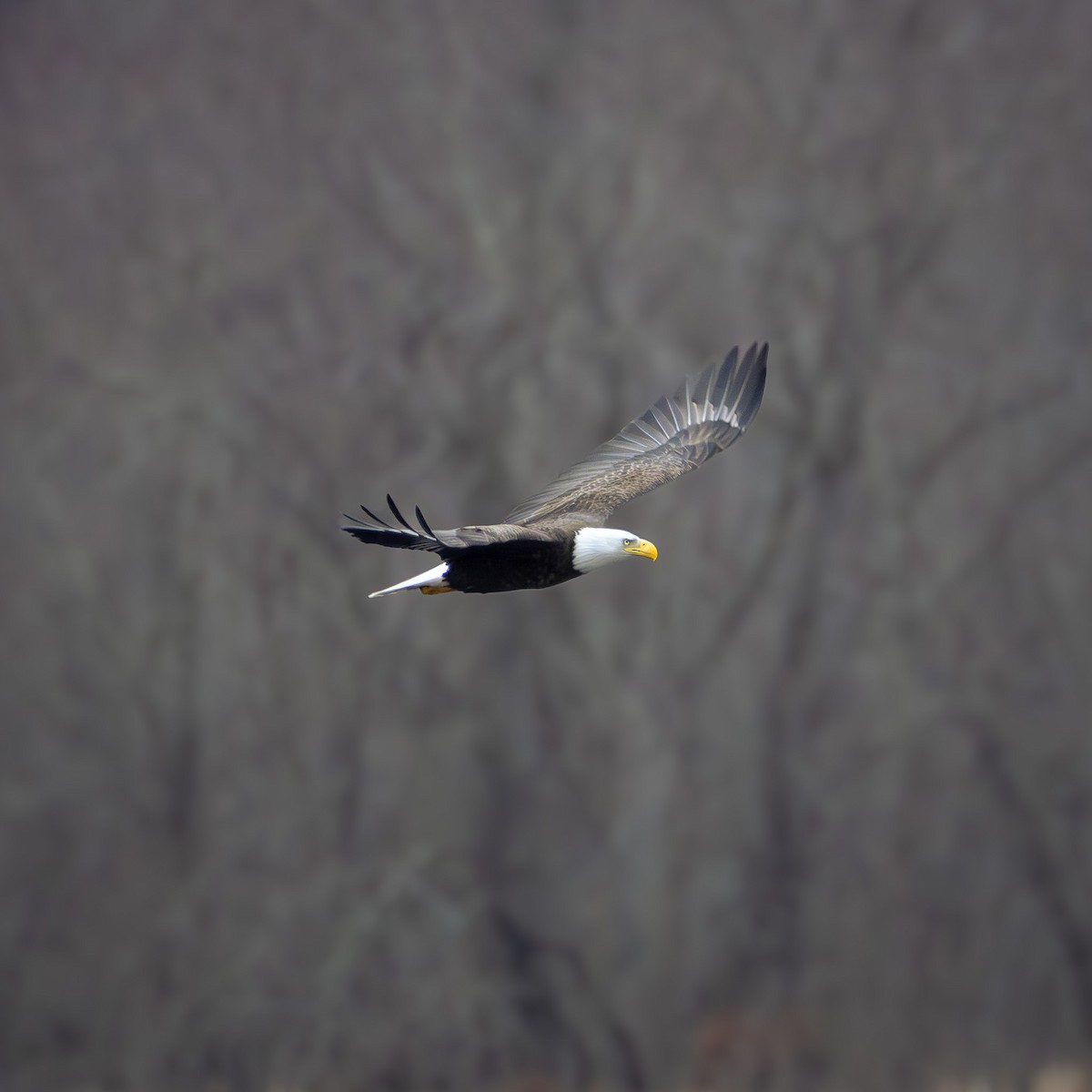 Bald Eagle - ML646135873