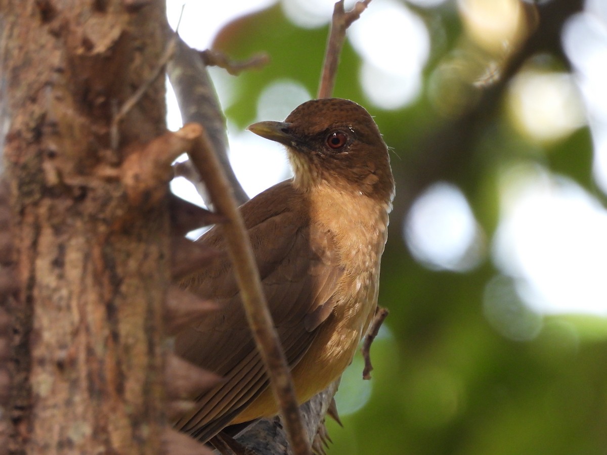 Clay-colored Thrush - ML646135896