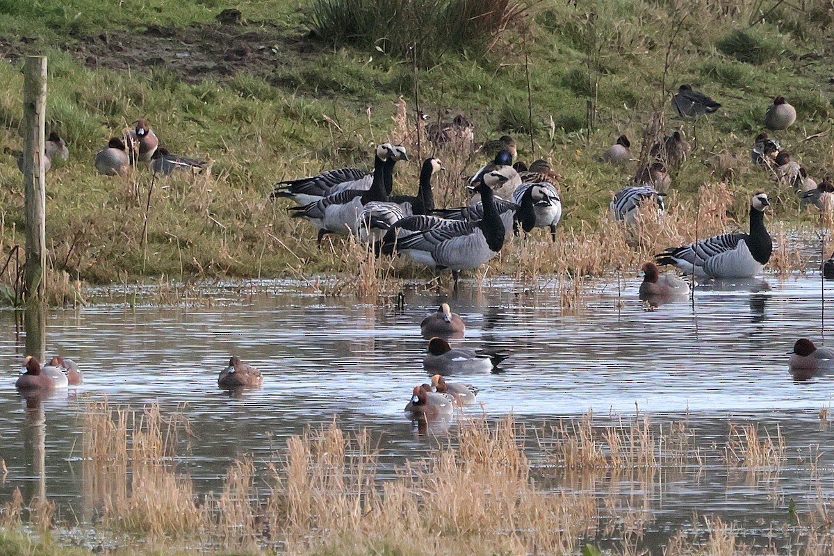 American Wigeon - ML646135904