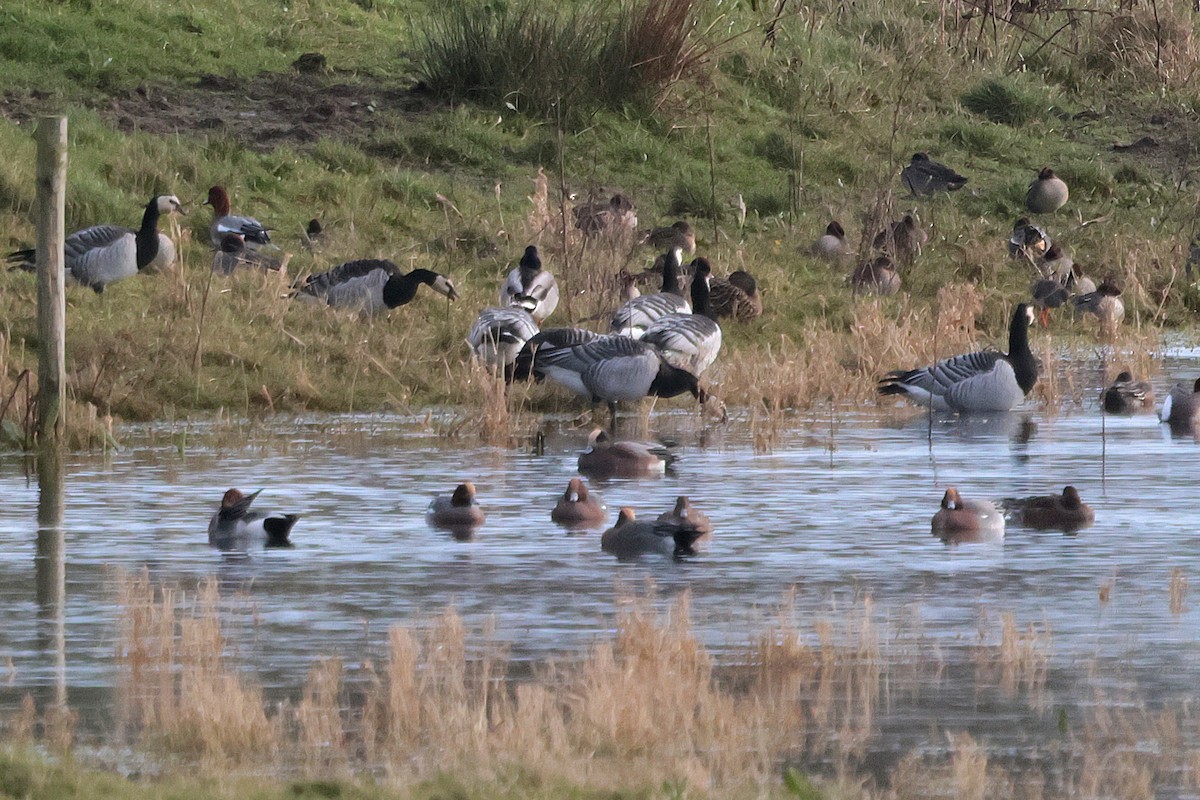 American Wigeon - ML646135905