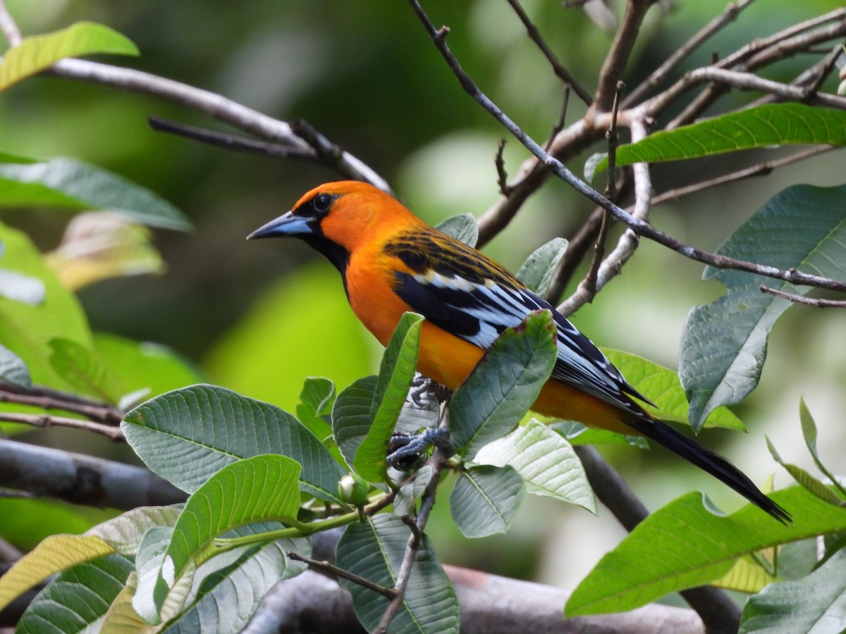 Streak-backed Oriole - ML646135939