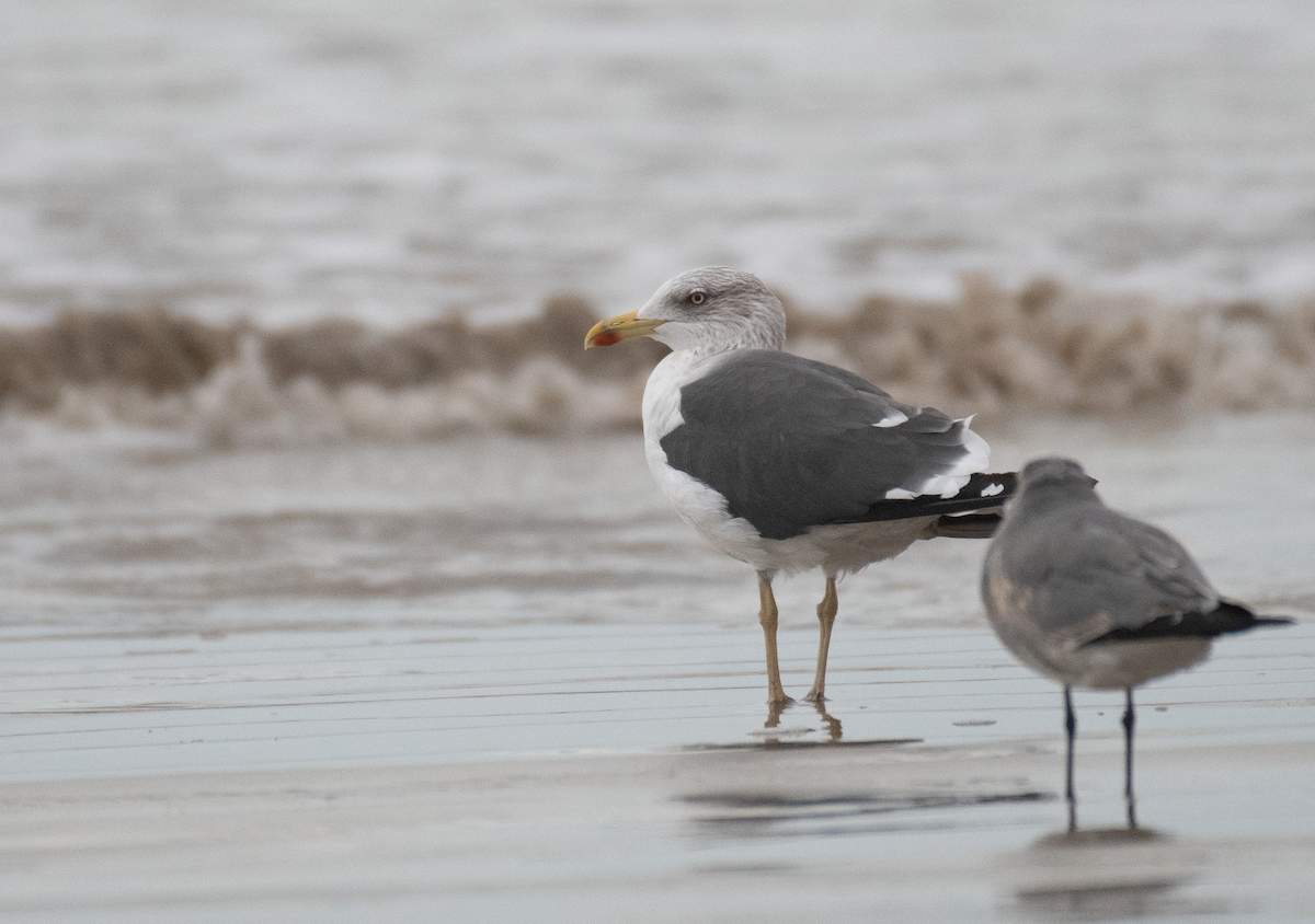 Lesser Black-backed Gull - ML646135944