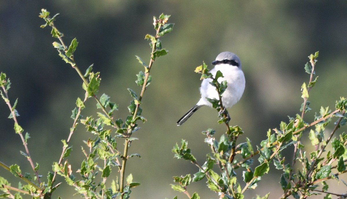 Loggerhead Shrike - ML646135951