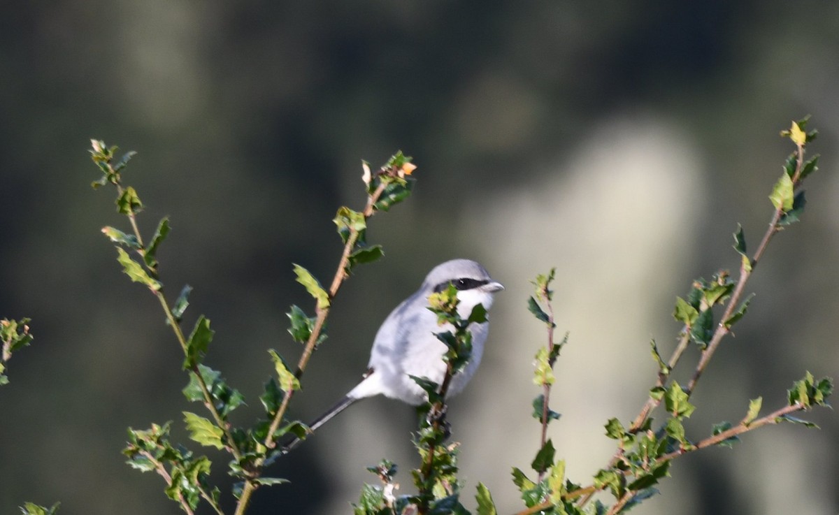Loggerhead Shrike - ML646135952