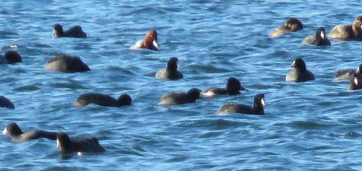 Indianerblässhuhn - ML646135955