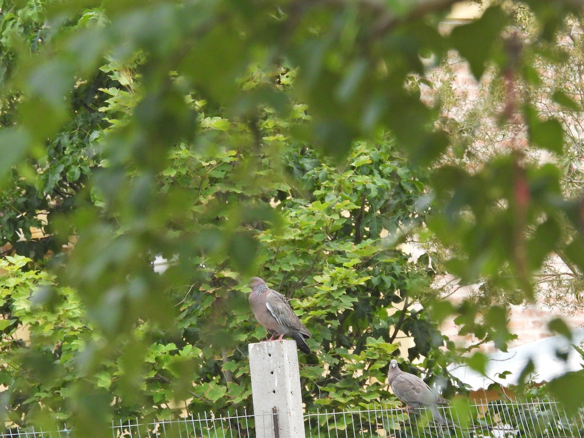 Pikazuro Güvercini - ML646135965