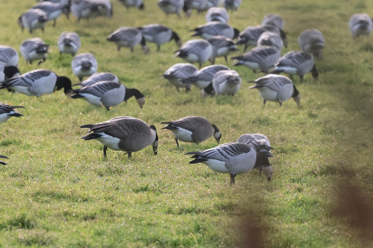 Cackling Goose - ML646135979