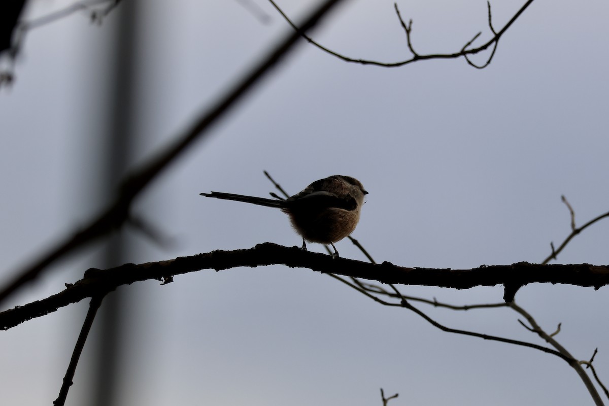Long-tailed Tit (europaeus Group) - ML646135980
