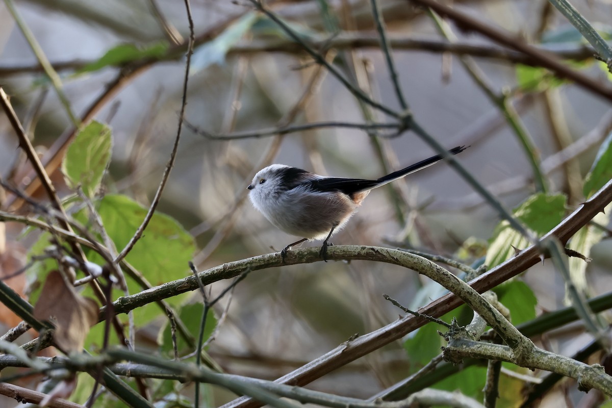 Long-tailed Tit (europaeus Group) - ML646135981