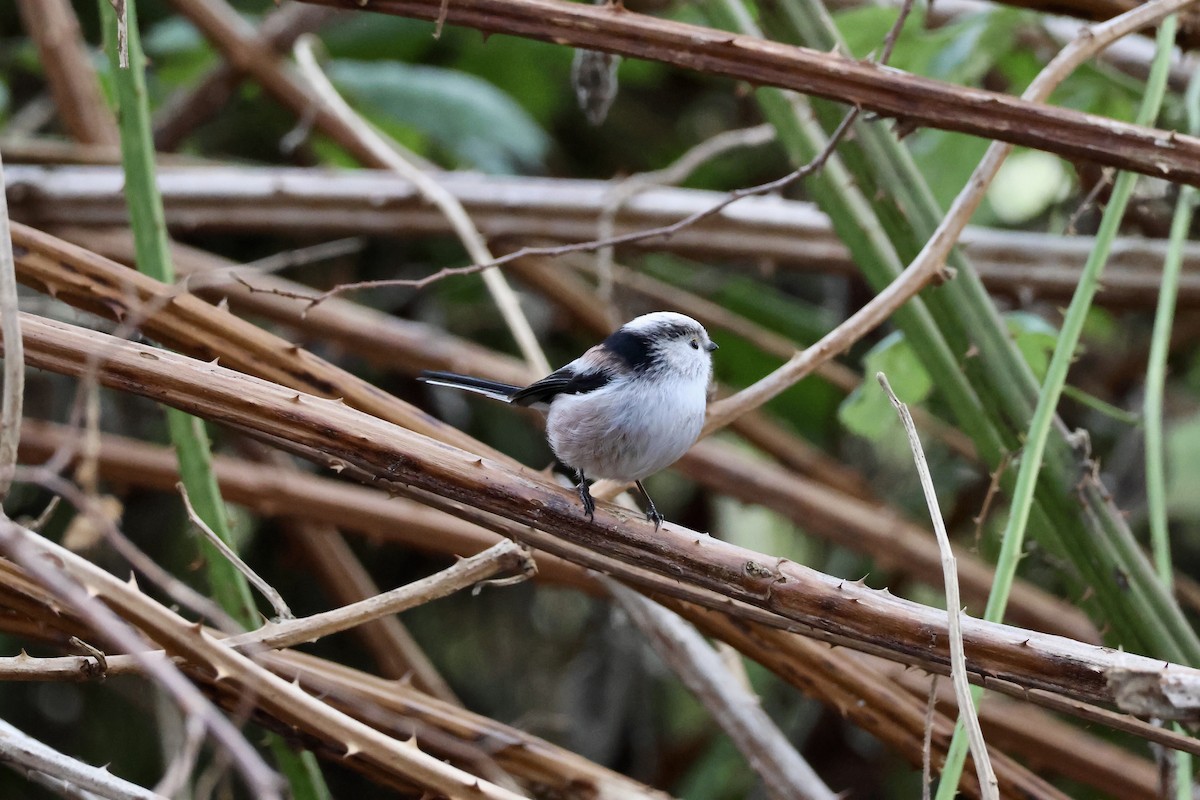 Long-tailed Tit (europaeus Group) - ML646135982
