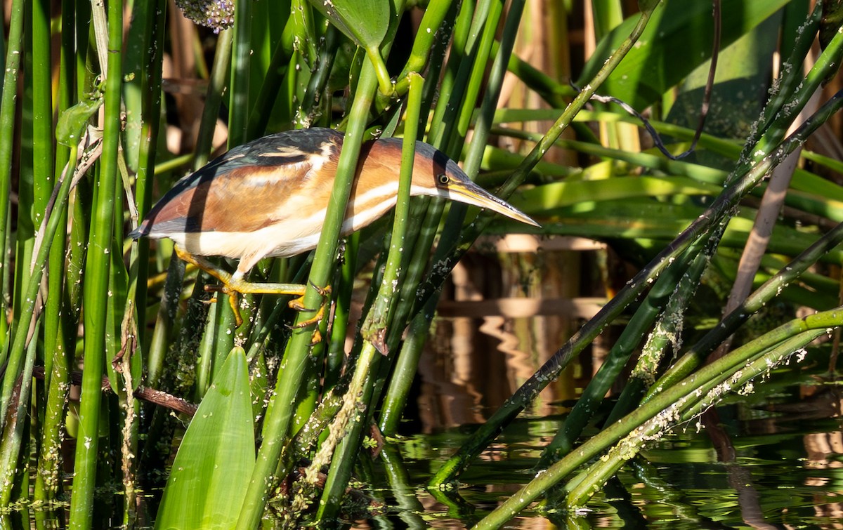 Least Bittern - ML646135985
