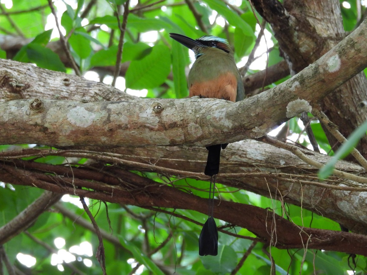 Turquoise-browed Motmot - ML646135988