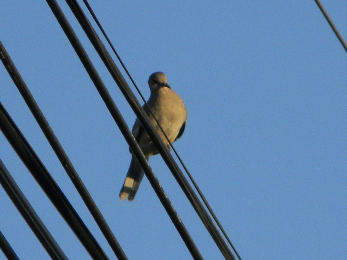 Picui Ground Dove - ML646135990