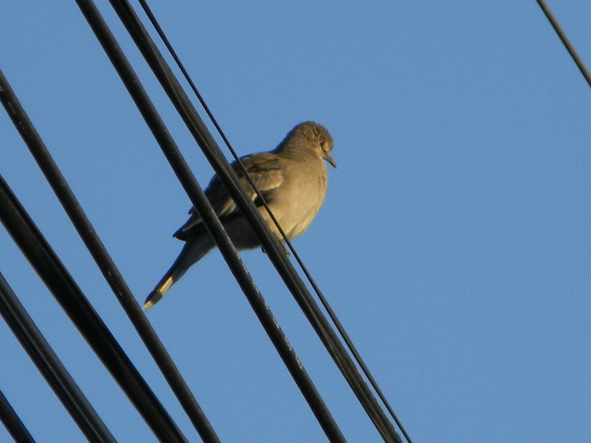 Picui Ground Dove - ML646135991